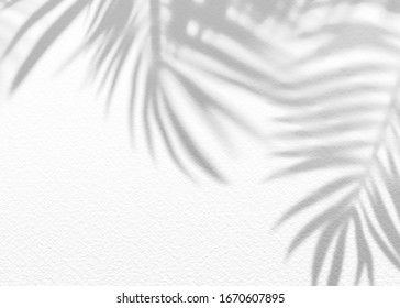 White Gray Grunge Cement Texture Wall Leaf Plant Shadow Background.Summer Tropical Travel Beach With Minimal Concept. Flat Lay  Palm Nature .