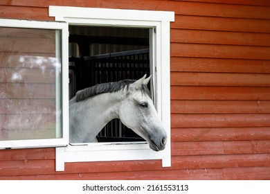 The White - Gray Horse Is Looking Out The Window. The Exterior Of The Horse Stable Is Made Of Brown Wood Planks, There Is Free Space For Text In The Picture.