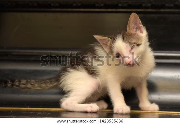 white
with gray kitten with sore eyes, disabled,
blind