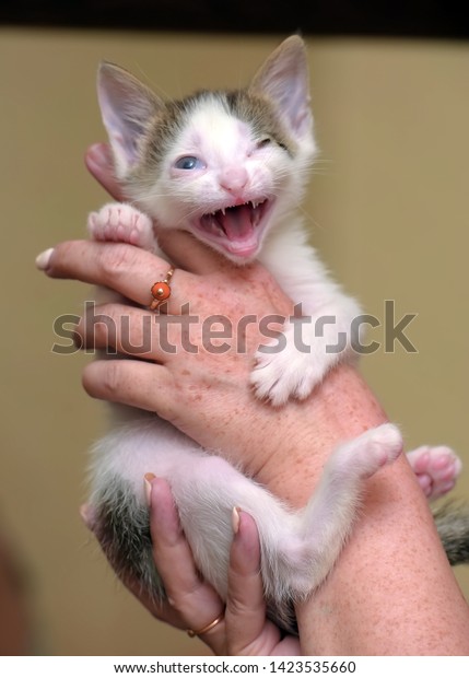 white
with gray kitten with sore eyes, disabled,
blind