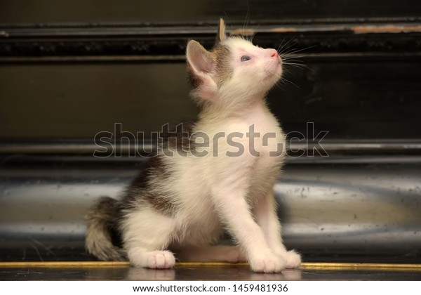 white\
with gray kitten with sore eyes, disabled,\
blind