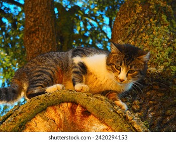  White and gray kitten watching while perched on a tree