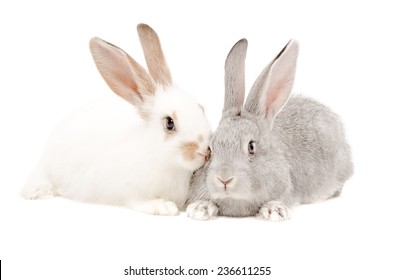 960 Black White Rabbit Together Images, Stock Photos & Vectors ...