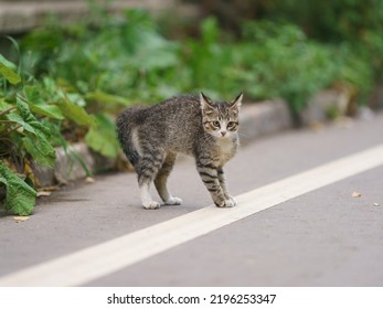 A white with gray stripes kitten is playing on the street of the city in summer day. He's attacking. He fluffed his tail. The kitten arched his back, preparing to jump. Animals' theme - Shutterstock ID 2196253347