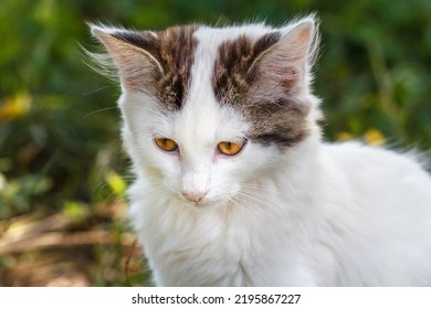 White And Gray Tabby Cat With Surprised Look Sitting Outdoor. Shallow Depth Of Field Portrait.