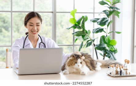 White gray tabby cute little fat long hair purebred kitten pussycat companion laying lying down resting relaxing on table while unrecognizable female veterinary with stethoscope in uniform checkup. - Powered by Shutterstock