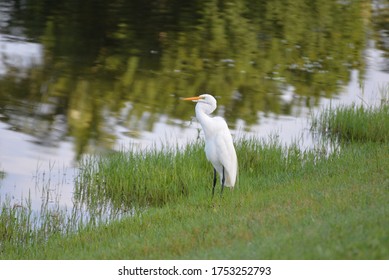 White Great Egret Stands By The Lake At San Remo Community In Bonita Springs FL USA