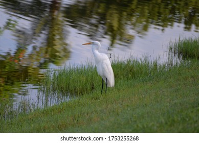 White Great Egret Stands By The Lake At San Remo Community In Bonita Springs FL USA