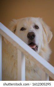 White Great Pyrenees rescue dog sitting on the stairs