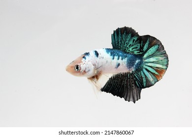 White Green Betta Fish , Monster Dragon Scales Betta Fish