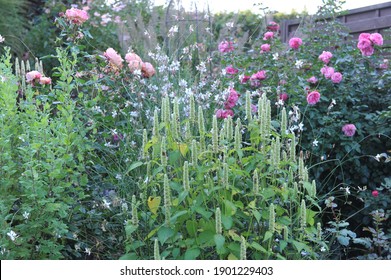 White and green korean mint (Agastache rugosa) Alabaster blooms in a garden in October with Gaura lindheimerii and roses in background - Shutterstock ID 1901229403