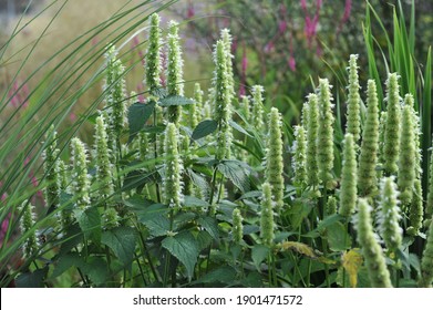 White and green korean mint (Agastache rugosa) Alabaster blooms in a garden in August - Shutterstock ID 1901471572