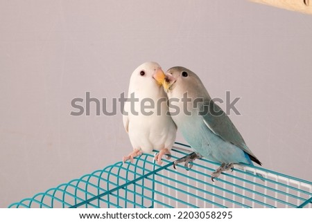 White and green lovebirds are sitting on the cage with intimacy and friendship.
This bird is a type of parrot.