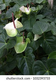 White And Green Peace Lilly