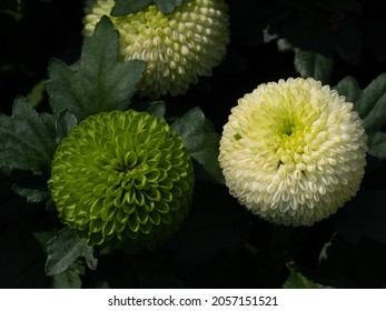 Regnskab Komedieserie Bitterhed Pompom Chrysanthemum Images, Stock Photos & Vectors | Shutterstock