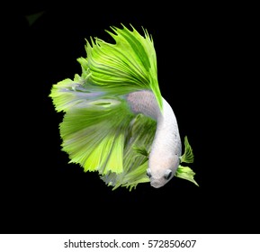 White And Green Siamese Fighting Fish, Betta Fish Isolated On Black Background.