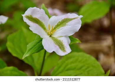 White and green Trillium flower blooming during Spring