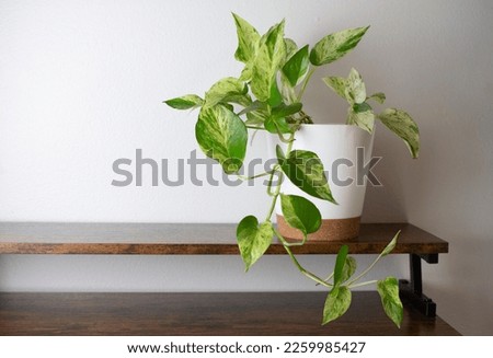 The white and green variegated leaves of Marble Queen Pothos (Snow queen pothos)
