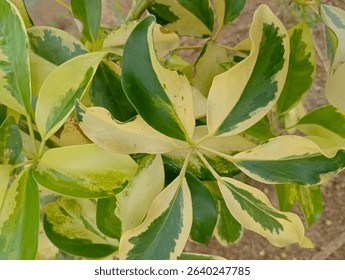 The white and green varigated leaves of umbrella tree "Trinette". Foliage of varigated arboricola