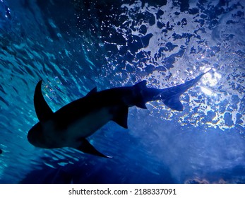 White Grey Big Shark Swim In The Deep Blue Sea Look Up From Below