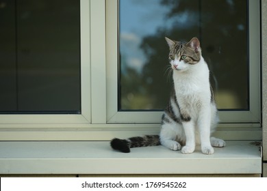 White, grey and black colored, shaded cat, Felis catus, domestic species of small carnivorous mammal sitting on the parapet of window or window-sill in the town. - Shutterstock ID 1769545262
