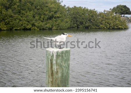White, grey, and black least tern bird is sitting on a pylon with greenery in the background and water beneath the post. 