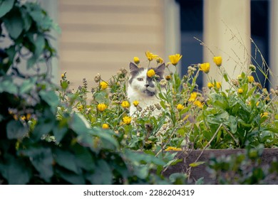 White and grey cat with distinctive face markings sitting amongst a yellow flower bed in an urban garden