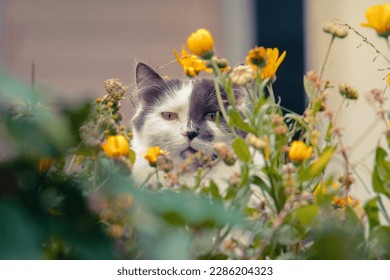 White and grey cat with distinctive face markings sitting amongst a yellow flower bed in an urban garden