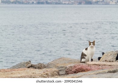 White and grey cat on stone embankment in Moda, Asian side of Istanbul, and turquoise Bosphorus water on background - Shutterstock ID 2090341546