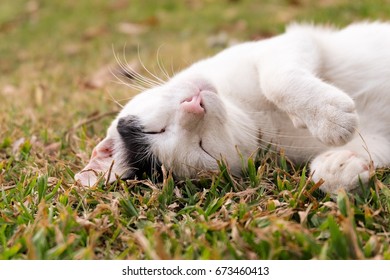 White and grey cat sleeping  on green grass - Shutterstock ID 673460413