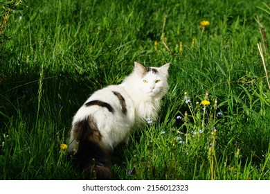 5,867 Cat tall Images, Stock Photos & Vectors | Shutterstock