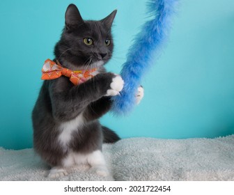 White and grey cat wearing orange and pink bow tie playing with toy portrait on blue background