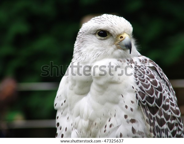 falcon white grey