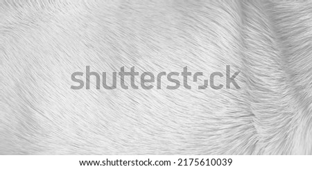 White grey fur texture with short smooth patterns , animal hair background	