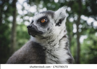 Maki Affe Bilder Stockfotos Und Vektorgrafiken Shutterstock