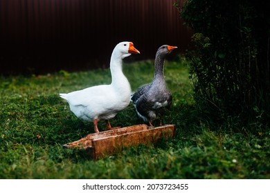 White and grey geese eating grass