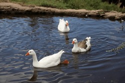 White And Grey Geese Swimming In Pond. Domestic Bird. Farm Animals. Beautiful Grey And White Goose Swimming Free In Lagoon.	