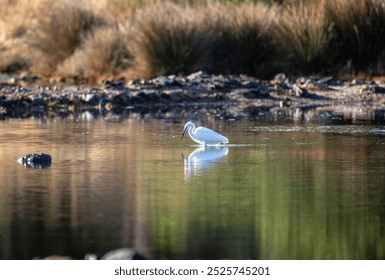 white and grey herons stop at lakes in the Moscow region when transiting to the south - Powered by Shutterstock