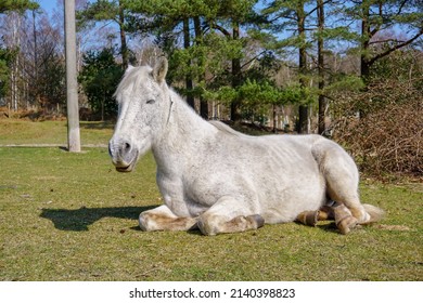 A white grey horse resting in the sunshine with eyes closed. Wild horse laying on grass of New Forest National Park in England UK. Sleepy horse. 