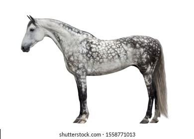  white grey horse standing sideways isolated on white background 