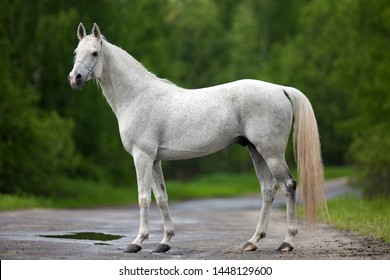 white grey horse stands sideways on the road in the summer
 - conformation, exterior