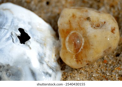 White and grey oyster shell with crack and tumbled granite rock with bubbles on sandy beach close up - Powered by Shutterstock