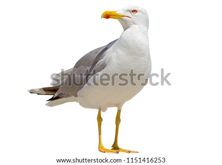 White and grey seagull isolated on white background