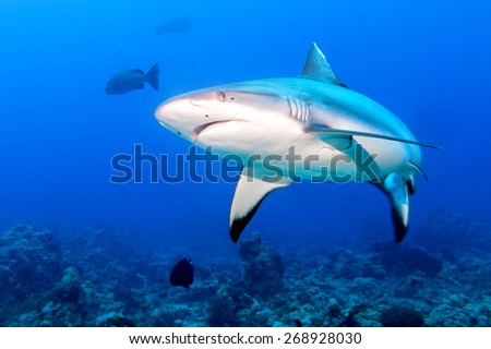White grey shark jaws close up portrait while looking at you
