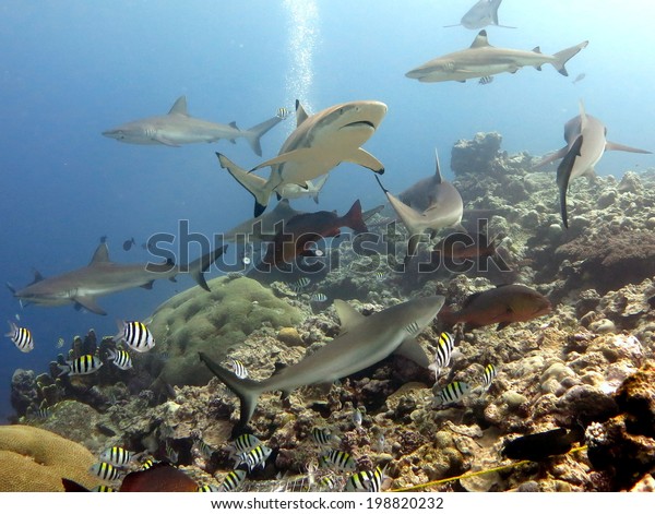 White\
and grey tip reef shark. A feeding dive. Micronesia, Yap, Pacific\
ocean. Dangerous predators swimming in blue\
water.