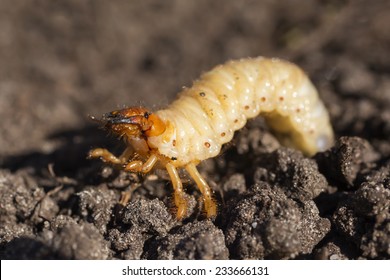 White Grub Of A Cockchafer