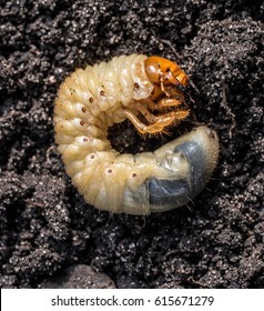 White Grub Cockchafer Against The Background Of The Soil. Agricultural Pest.