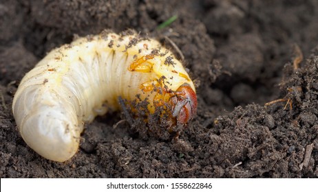 White Grub Cockchafer Melolontha In The Soil