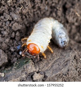 White Grub Of Cockchafer On Ground Close Up