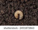 White grub in soil of lawn. Concept of lawncare, lawn and garden pest control. 